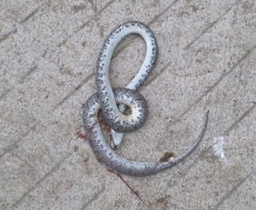 怀孕期间梦见蛇在河里这究竟预示着什么含义呢？