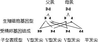 三、 八重虎尖（即所谓“八重齿”）所代表的亲缘关系脆弱