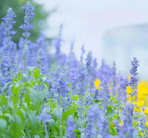 三、 “鄂花语”名字的寓意分析