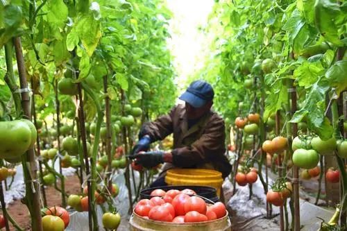 关于有机农产品品牌命名策略的国学视阈与星象风水学深度解析