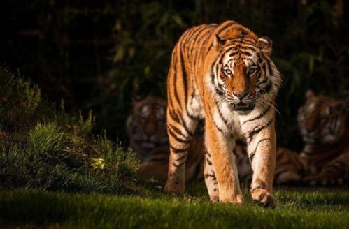 1962年属虎的人2026年运势如何，特别是下半年运势会怎样？