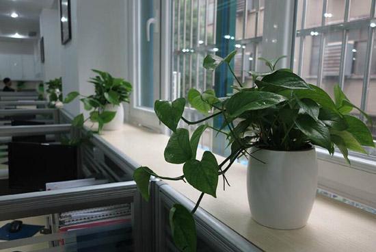 2. 万年青：基业长青与事业兴旺的象征