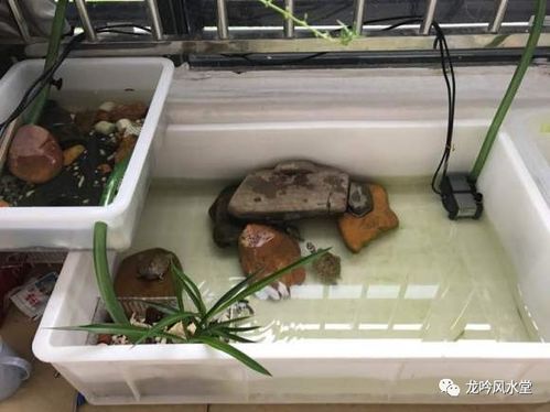 饲养实际操作中的生命能量维护