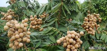 2. 龙眼之常绿吉祥