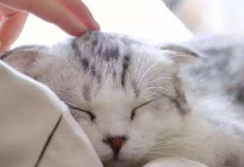 Zuo梦被猫咬手指不松口，这预示着什么不祥的征兆？