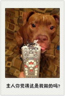 入土为安指的是哪个生肖？打一动物是什么生肖的谐音？