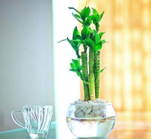 富贵竹：经济状况改善与事业顺遂的吉祥载体