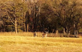 震惊！2026年平山神鹿景区竟暗藏这些玄机？！