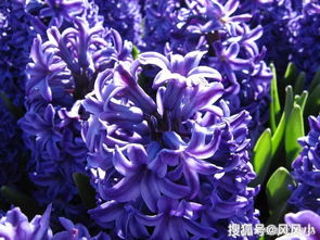 养死过100盆的血泪史！这些坑千万别踩