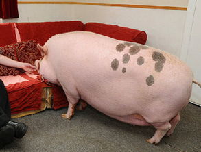 属猪的人究竟在哪一年出生？