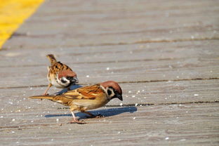 1.1 五谷丰登的象征逻辑