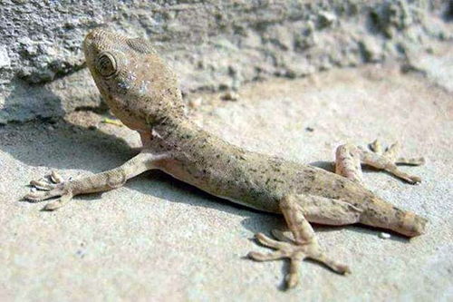 一、  壁虎入室：吉凶难断的象征