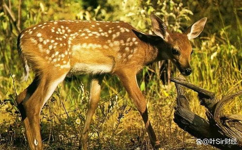 鹿在传统文化中象征着什么美好的寓意？