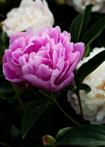 震惊！芍药谷居然藏着这种惊天秘密？！2026年去这里的人要小心了！