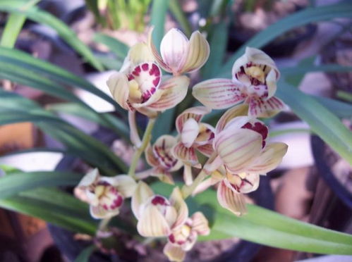 震惊！房山兰花节居然暗藏这些惊天秘密？！2026年去的人都哭了...