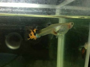 梦见杀小鱼的预兆是什么它预示着什么含义或象征？