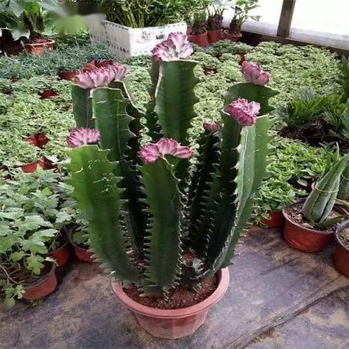 2026年发财植物排行榜