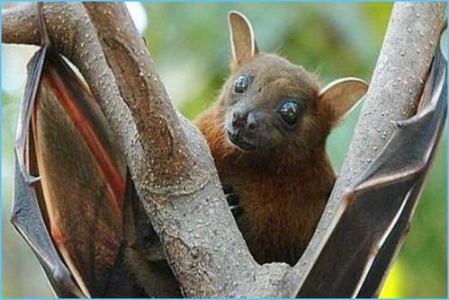 梦见蝙蝠攻击自己被打死，这预示着什么吉凶？