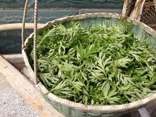 ：端午节挂艾草习俗的文化人类学审视