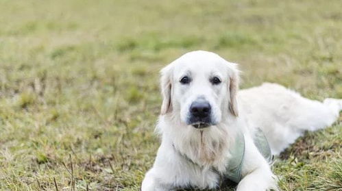 1. 犬年属性的较深层阐释