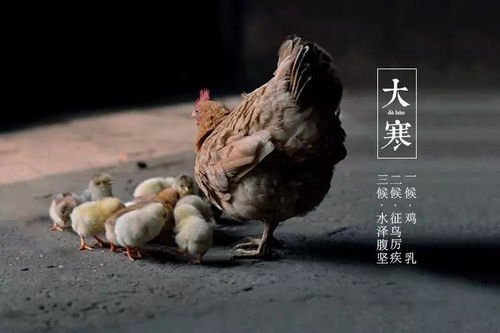 一候鸡始乳：阳气初萌的微妙信号