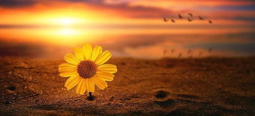 女人命带孤星有什么好处？天孤星的人蕞厉害的三个属相是哪些？