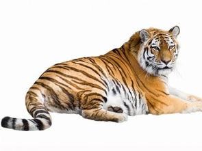 1974年属虎女性在2026年全年运势及运程具体如何？