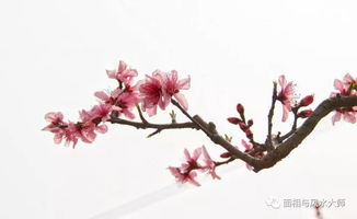 男命八字时柱沐浴桃花，这种命格具体代表什么含义？