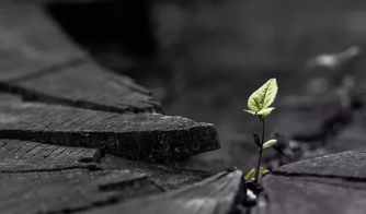 四、 情绪调节与注意力分配的战术干预