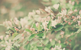 2.3 植物配置：引入自然生机