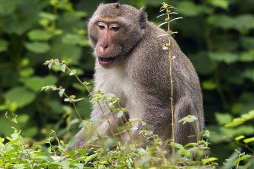 将不在话下打一生肖，难道不是属猴的吗？