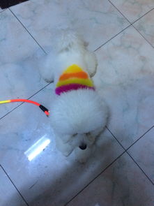 有没有什么果冻名字适合给家里的比熊女孩儿取？