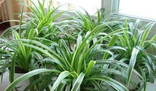 金边吊兰摆放坟墓风水是否有利于镇宅？