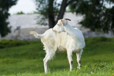 1979年1月出生属羊的人，四月出生命运如何？79年一月的羊四月是否适合投资？