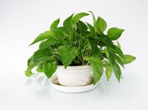 6. 绿萝（Epipremnum aureum）——空气净化与阳光吸收双重优势