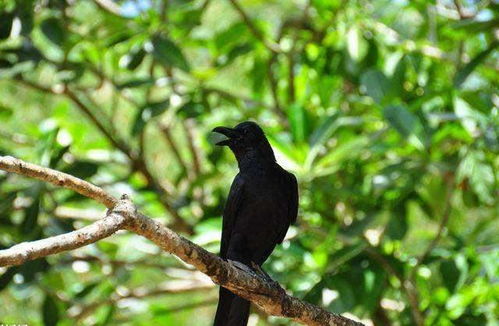 缘何关注“鸟屎降临”？文化语境下的解读