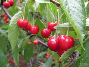 吃樱桃吃到吐（真的有人这么干）