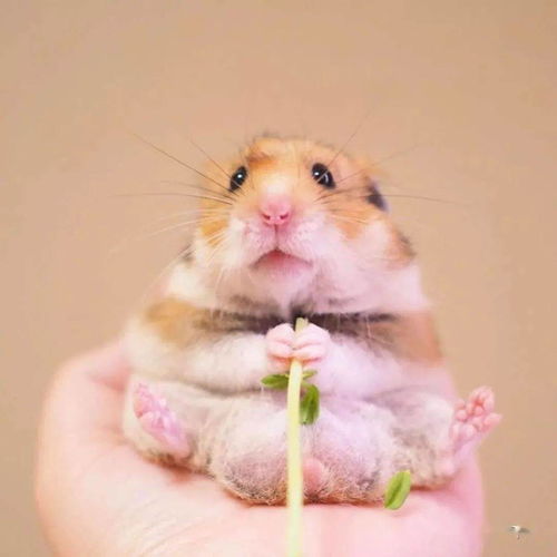 2026年5月14日今日冲鼠，相合猪，相刑羊，吉日：鼠日宜嫁娶