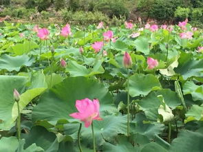 荷叶煎蛋是什么黑暗料理？