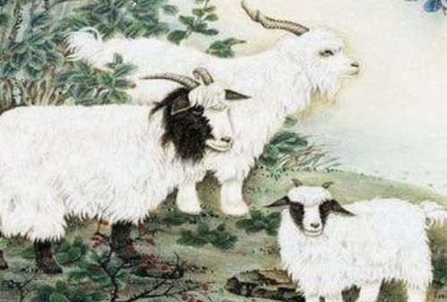 属羊女性11月财运如何，今年整体财运状况怎样？