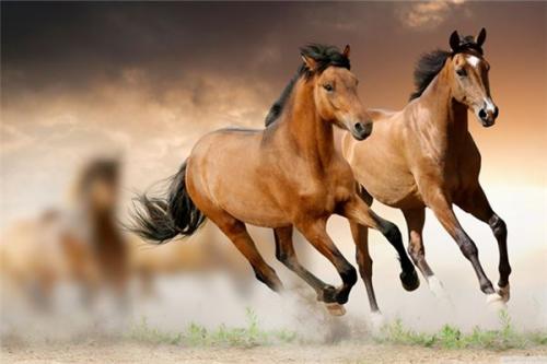 2026年属马如何化解犯太岁之吉凶，属马者化解太岁方法是什么？