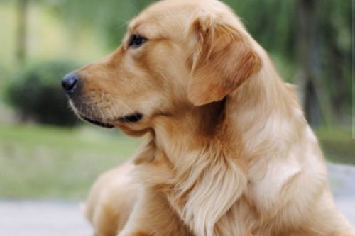 2026年属狗人将遭遇哪些灾难？具体预测详情是什么？