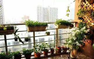 门口种什么树最旺财挡煞，能提升家门口右侧那棵树的风水？