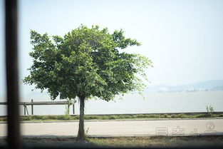 四、梦见枯木断了！要出大事？！