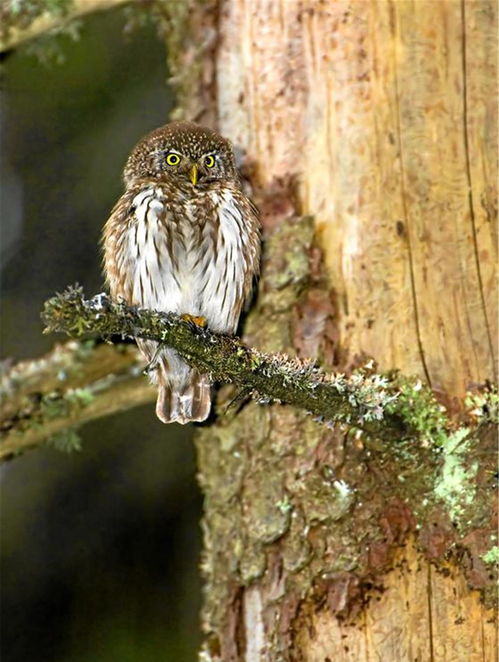 夜较深人静时 猫头鹰的叫声在森林中回荡，较小兔子因恐慌而瑟瑟发抖，这一幕有没有足以引发我们对天然界中部分现象的较深入思考呢？