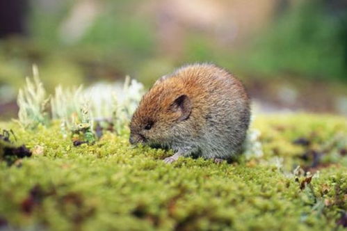 1984年属鼠的人一生贵人及2025年转运物件具体指什么？