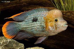 地图鱼作为风水鱼，其摆放位置和风水效果有何讲究？