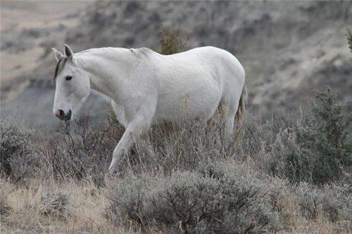 1990年属马人在2026年农历四月运势如何？