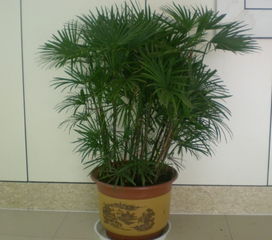 后院摆放棕竹对风水有影响吗？具体有哪些影响？