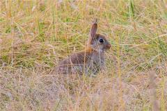 87年属兔炉中火命是什么意思，详解其性格特点和命运走向？
